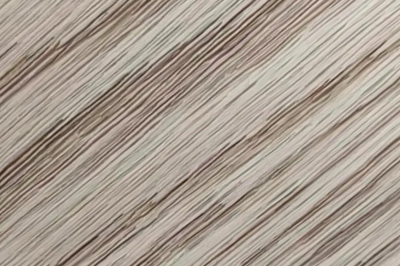 European beech